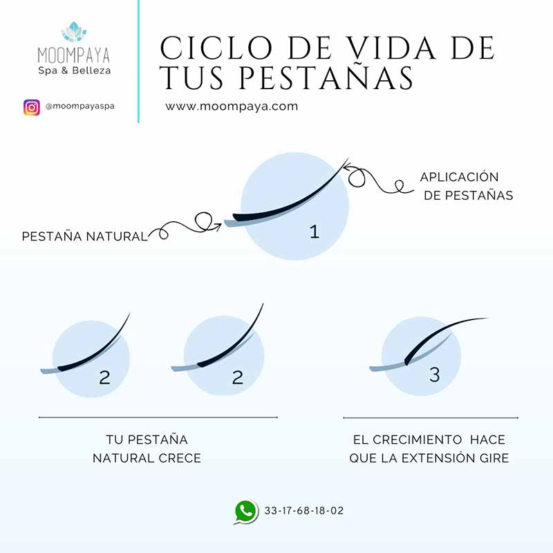 ciclo de vida de las pestañas | extensiones de Pestañas en Guadalajara | Spa Mexico Guadalajara